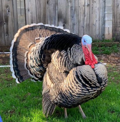 Narragansett Turkey