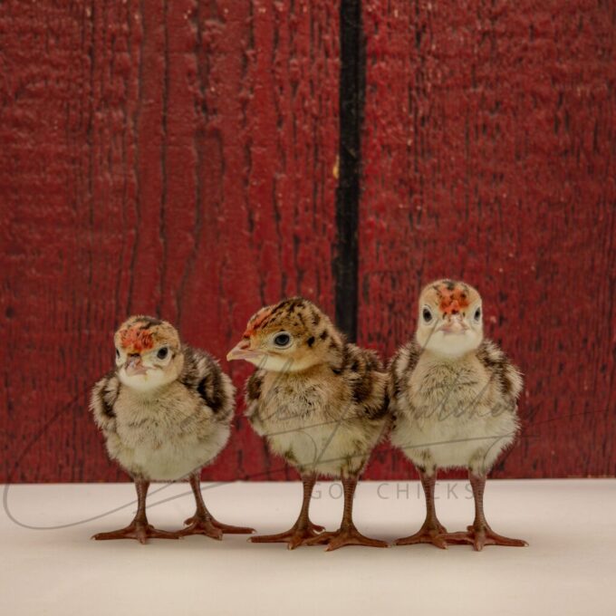 Narragansett Turkey - Image 3