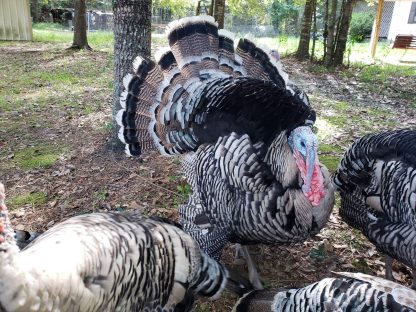 Narragansett Turkey