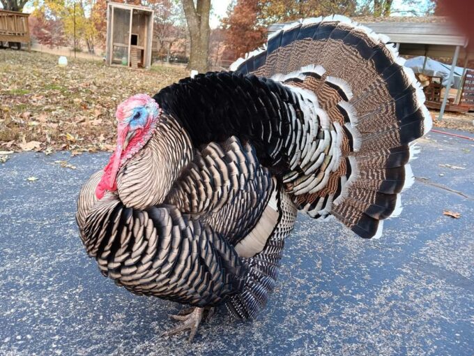 Narragansett Turkey - Image 6