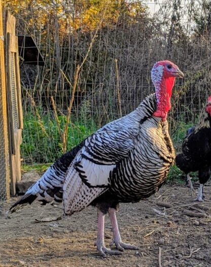 Narragansett Turkey