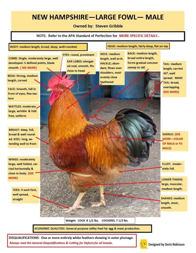New Hampshire Chicken