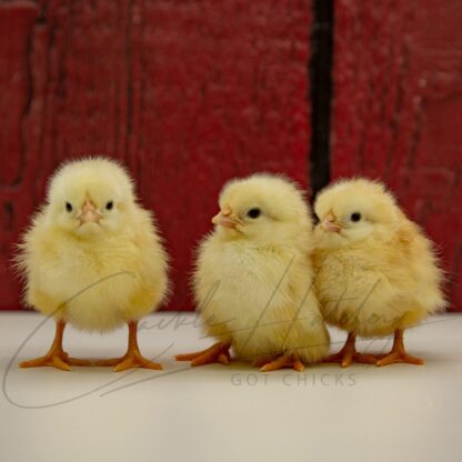 New Hampshire Chicken - Image 3