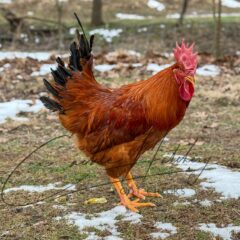 New Hampshire Chicken