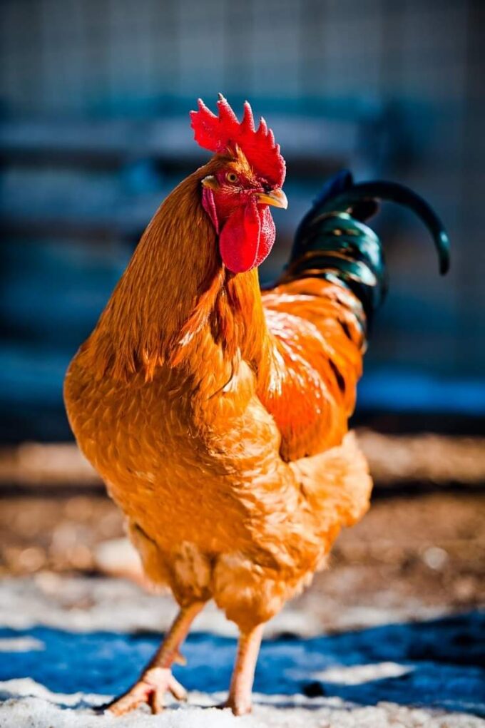 New Hampshire Chicken