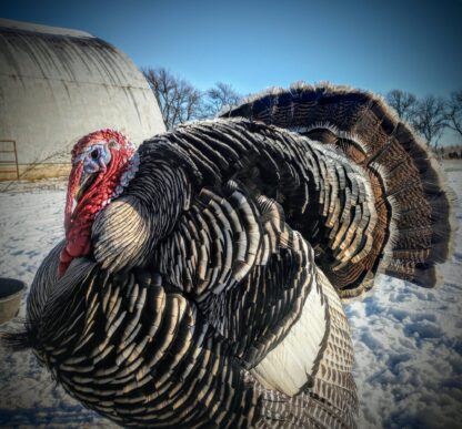 Narragansett Turkey