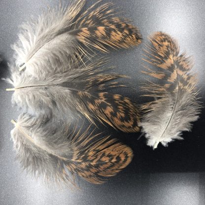 Partridge Cochin Standard Feathers