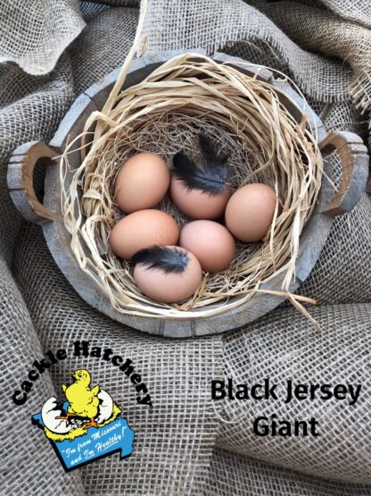 Black Jersey Giant Eggs