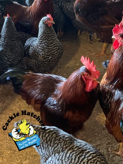 Parent Stock for Black Sex Link Chickens