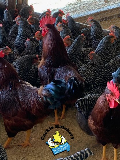 Parent Stock for Black Sex Link Chickens
