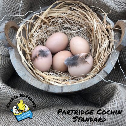 Partridge Cochin Eggs