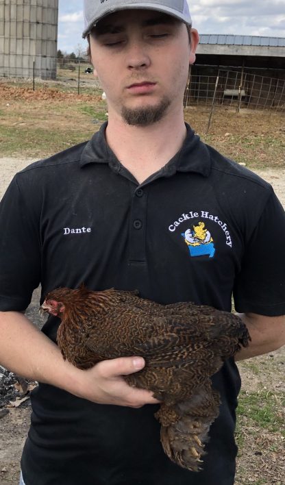 Partridge Cochin Bantam Chicken