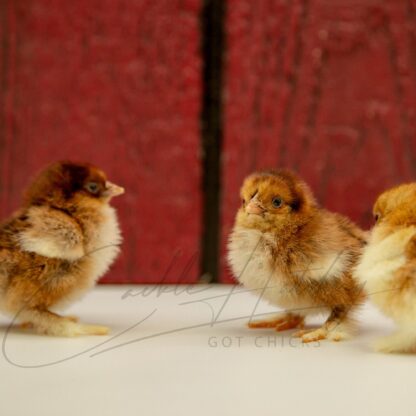 Partridge Cochin Bantam - Image 3