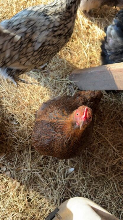 Partridge Cochin Bantam