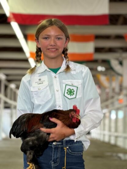 Partridge Cochin Bantam
