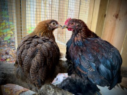 Partridge Cochin Bantam