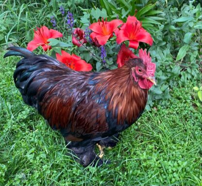 Partridge Cochin Bantam