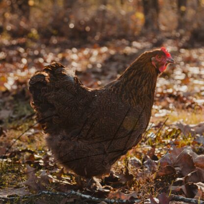 Partridge Cochin Standard Chicken - Image 2