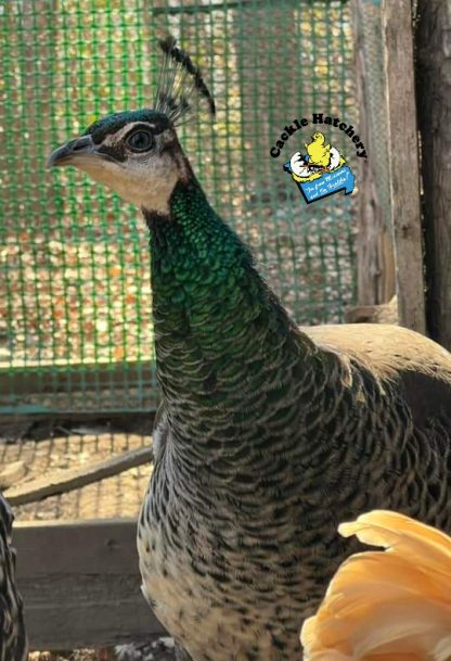 Peafowl