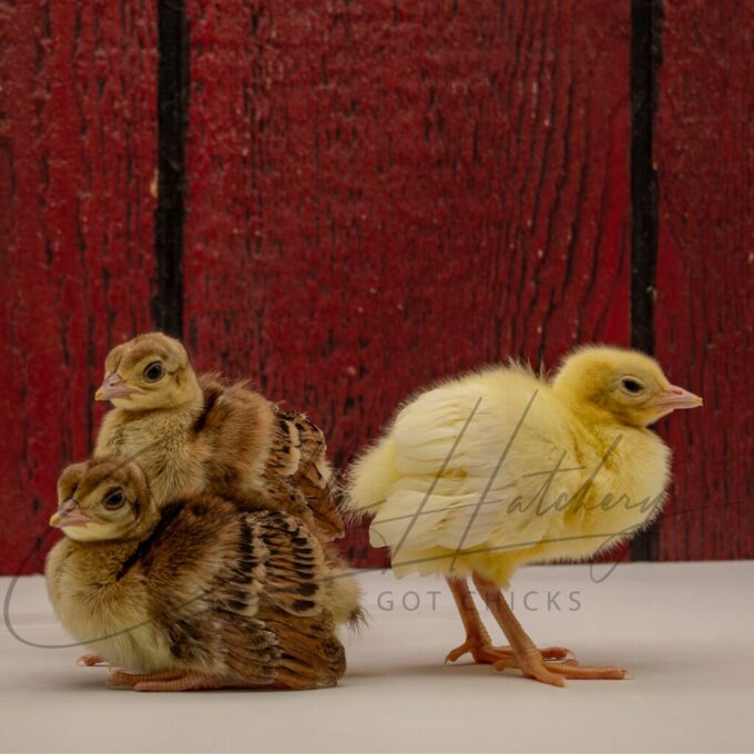 Assorted Peafowl Chicks - Image 3