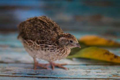 Pharaoh Coturnix Quail