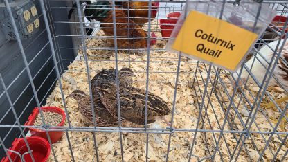 Pharaoh Coturnix Quail