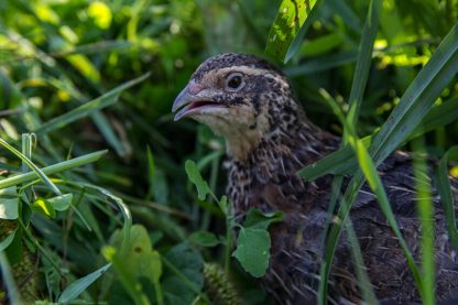 Pharaoh Coturnix Quail