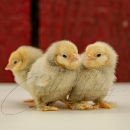 Porcelain d'Uccle Bantam - Image 3