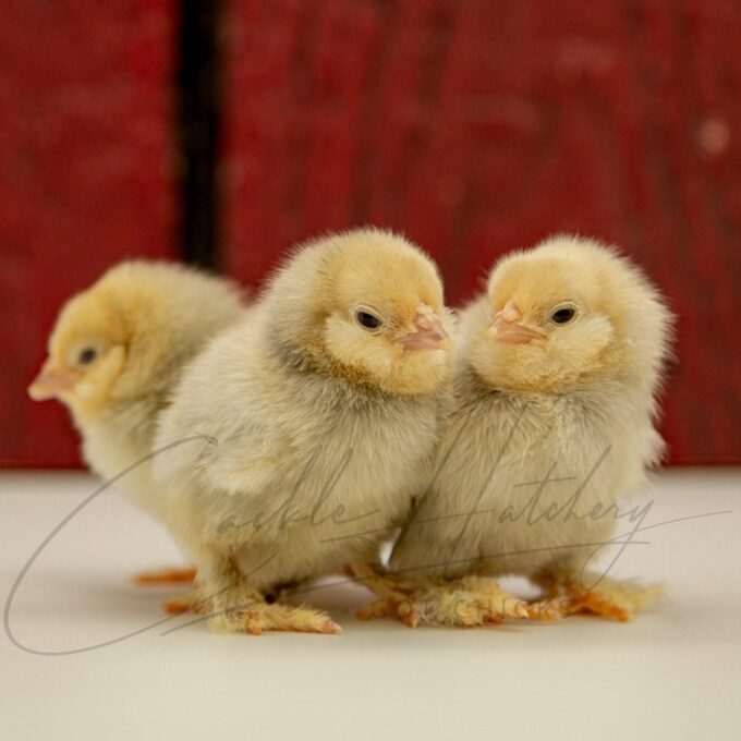 Porcelain dUccle Bantam Chicks