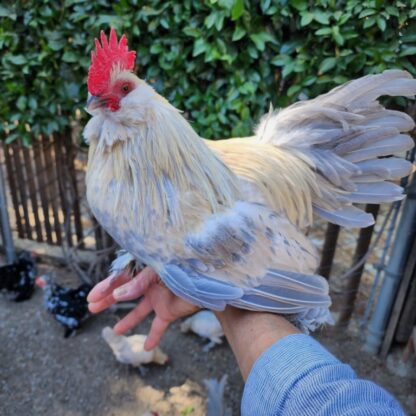 Porcelain d'Uccle Bantam
