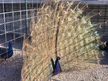 Purple Peafowl