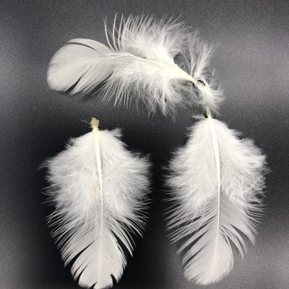 Rhode Island White Feathers