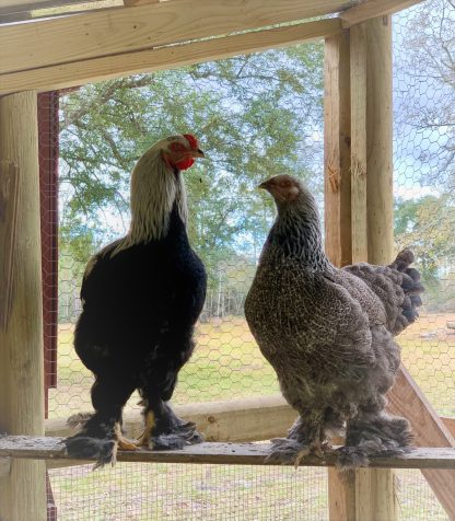 STAR GOATS FARM - Columbian Giant Brahma chicken Available for