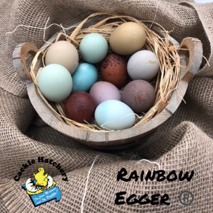 Rainbow Assortment Eggs