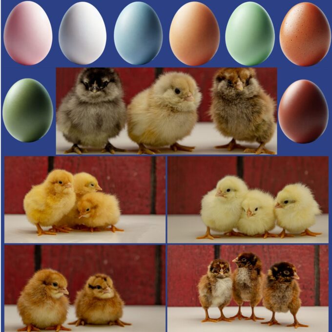 Rainbow Egg Female
