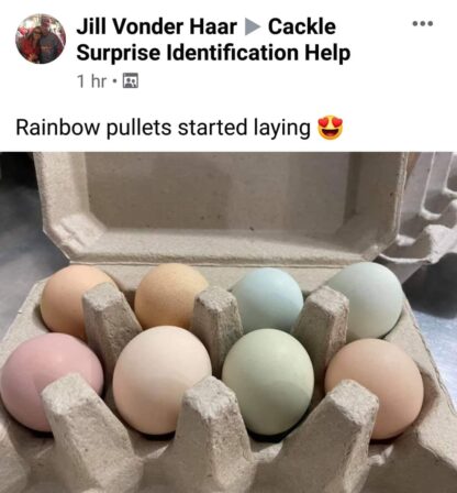 Rainbow Pullet Special