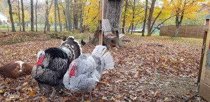 Rare Turkey Surplus Special