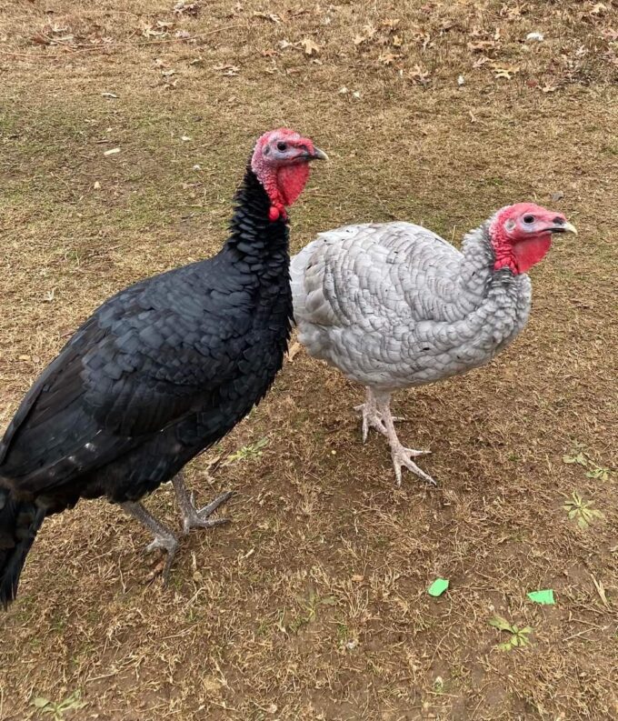Rare turkey Special