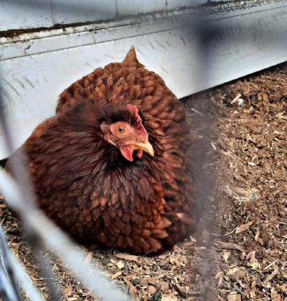 Red Cochin Bantam Chicken