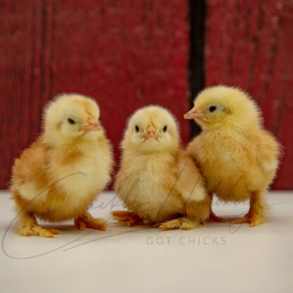 Red Cochin Bantam - Image 3
