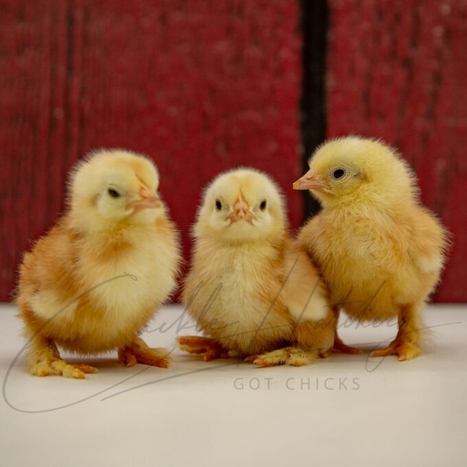 Red Cochin Bantam Chicks