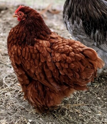 Red Cochin Bantam
