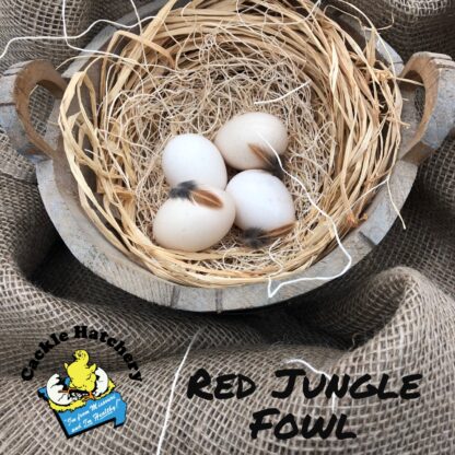 Red Jungle Fowl Eggs