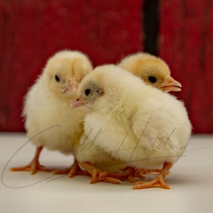 Red Pyle Old English Game Bantam - Image 3