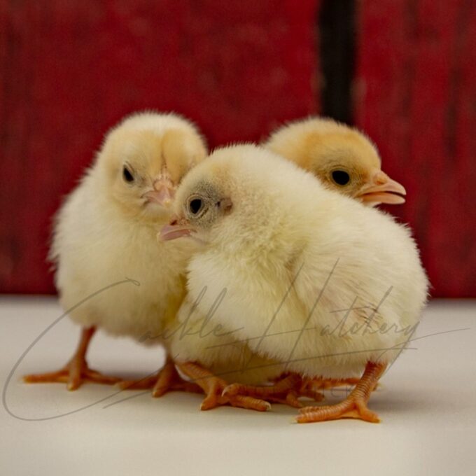 Red Pyle Old English Bantam Chicks