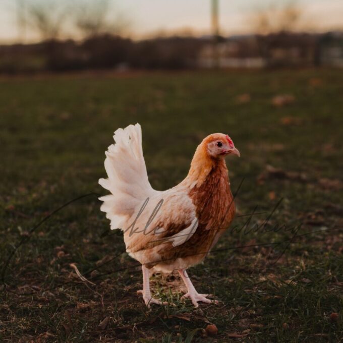 Red Pyle Old English Game Bantam - Image 2