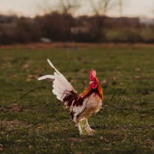 Red Pyle Old English Game Bantam