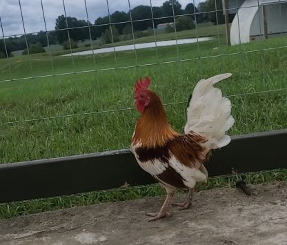 Red Pyle Old English Bantam