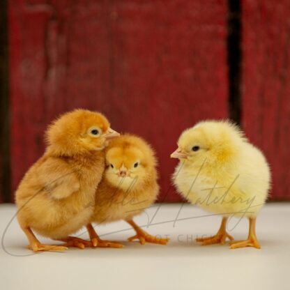 Red Sex Link Chicken - Image 3