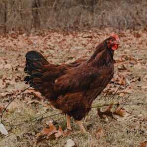 Eggs and Adult Fowl for Sale